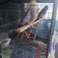 عروس هلندی