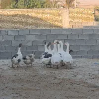 فروش غاز