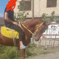 اسب دوخون عروسک