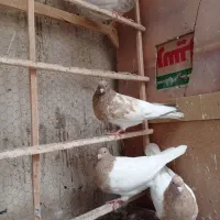 کله هفت رنگ طلایی درشت