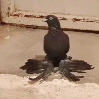 قره مایه اویناخ قیچی لیدی|پرنده|باسمنج, |دیوار