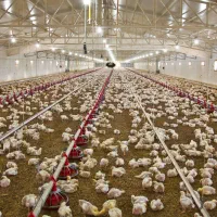 اجاره-مرغداری-15000-قطعه-ای