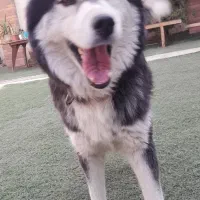 هاسکی (سیبرین)|سگ|ورامین, ورامین|دیوار