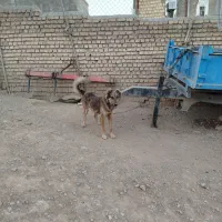 سگ نگهبان