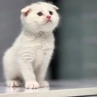 گربه