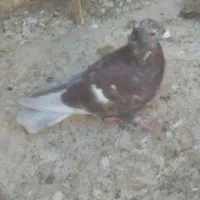 کبوتر