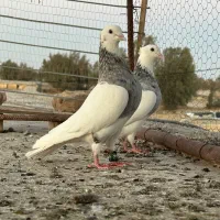 کبوتر نروماده طوقی هفترنگ
