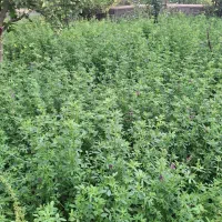 فرو۵۰خروار یونجه خالص