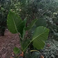 بابا آدم