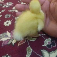 جوجه  گوشتی یک  روز