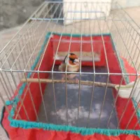 سهره