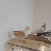 کفتر پرشی|پرنده|فردیس, شهرک ناز|دیوار