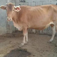گاو جرسی
