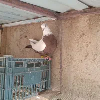 کفتر|پرنده|سردرود, |دیوار