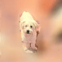 سگ پاکوتاه شیتزو،ماده،یک ساله