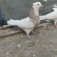 کفتر طوقی|پرنده|اصفهان, گلستان|دیوار