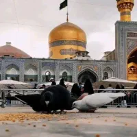 تورزیارتی مشهد حرکت 21 و ۲۶ تیر و هر سه روز یکبار