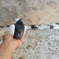 کبوتر طوقی|پرنده|نجف‌آباد, نجف‌آباد|دیوار