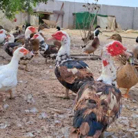 اردک اسرائیلی ۲ ساله|حیوانات مزرعه|رشت, معلم|دیوار