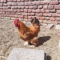خروس