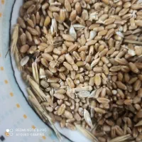 گندم بذری درجه یک محصول پارسال جرگه غوابش