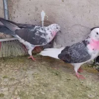 کفتر گرویی قم|پرنده|تهران, منیریه|دیوار