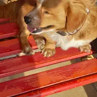 فروش|سگ|اقبالیه, |دیوار