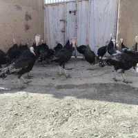 بوقلمون نر برنز ۵ماهه