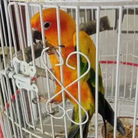 طوطی خورشیدی|پرنده|نیشابور, بنیاد شهید|دیوار