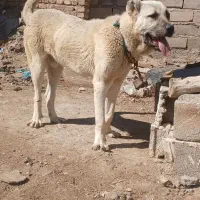 توله سرابی نسل دار ازبهترین نسل