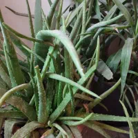 الورا معاوضه|گل و گیاه طبیعی|سهند, |دیوار