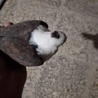 کله سفید