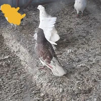 کبوتر پرشی و زینتی