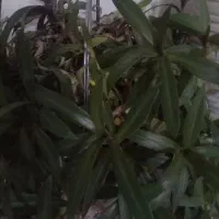 حواله دنا پلاس