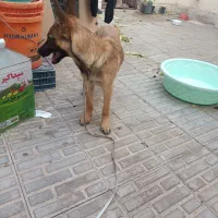 گمم شده|سگ|سیرجان, |دیوار