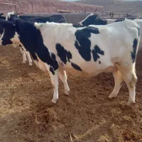 حیوانات مزرعه|حیوانات مزرعه|تربت‌حیدریه, بالا ولایت|دیوار