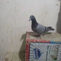 فروش کبوتر پلاکی ماده