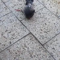 کفتر