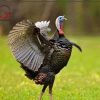 سلام بوقلمون 5عدد 2عدد غاز 2عدد قوغاز|حیوانات مزرعه|باسمنج, |دیوار