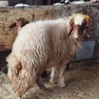 بره نر داشتی، 19تمن