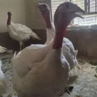 فروش بوغلمون زنده