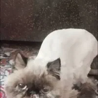 گربه پرشین گم شده