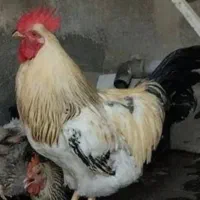 دو عدد خروس وسه عدد مرغ تخم گذار|حیوانات مزرعه|فولادشهر, A3|دیوار