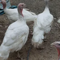 بوقلمون بیوتی گوشتی|حیوانات مزرعه|سراوان, |دیوار