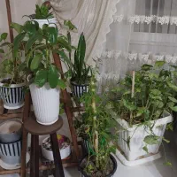 گل طبیعی|گل و گیاه طبیعی|فردیس, شهرک ارم|دیوار