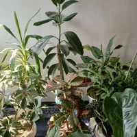 باسلام خدمت دوستان حدوده 40 گلدان برای فرش