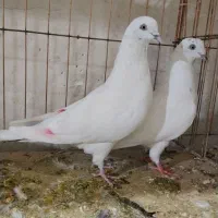 کفترآاس