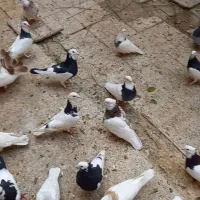 کبوترطوقی وپلنگ