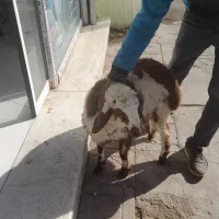 بره نره