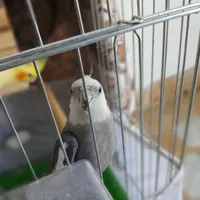 عروس هلندی نر و ماده|پرنده|کرج, شهرک اوج|دیوار